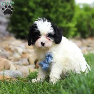 Jackson, Cavapoo Puppy